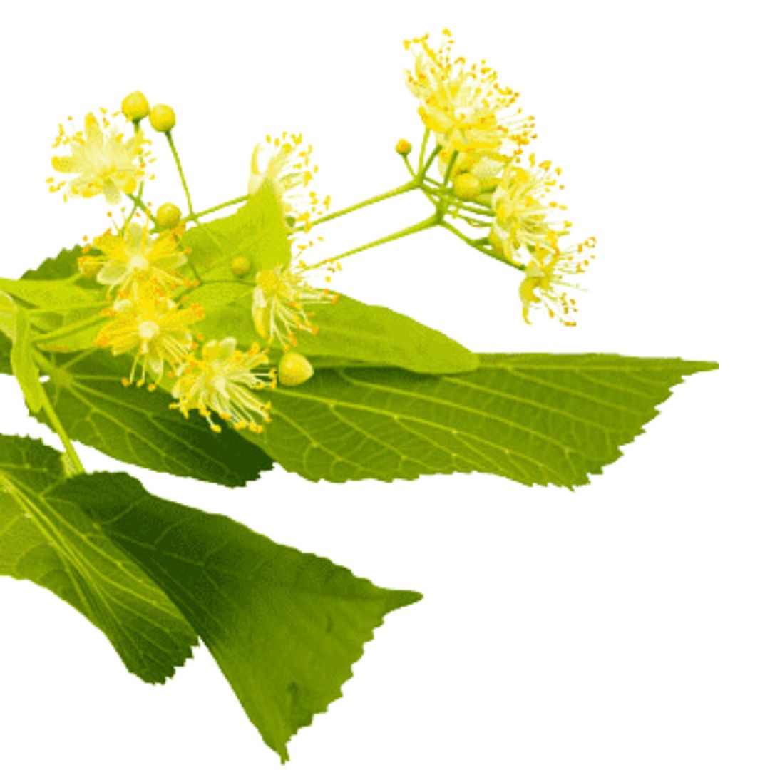 Produktovky Yerba Mate (11)